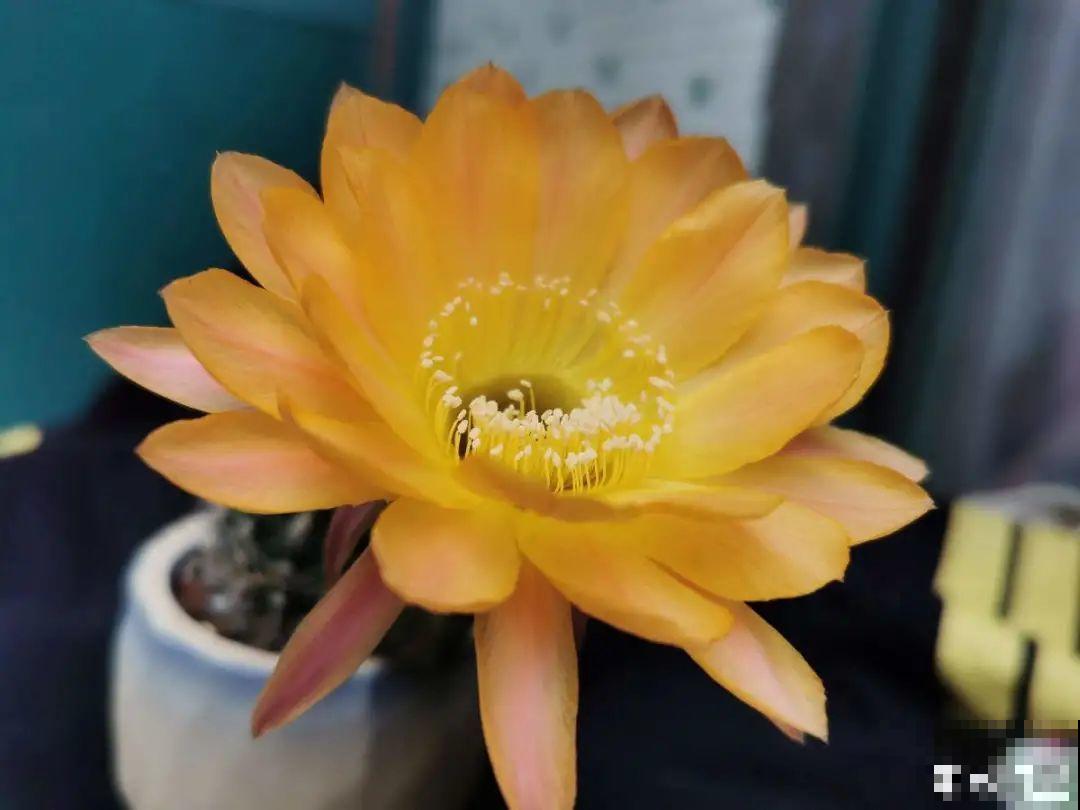 1种仙人球，开花美艳，一年能开好多次