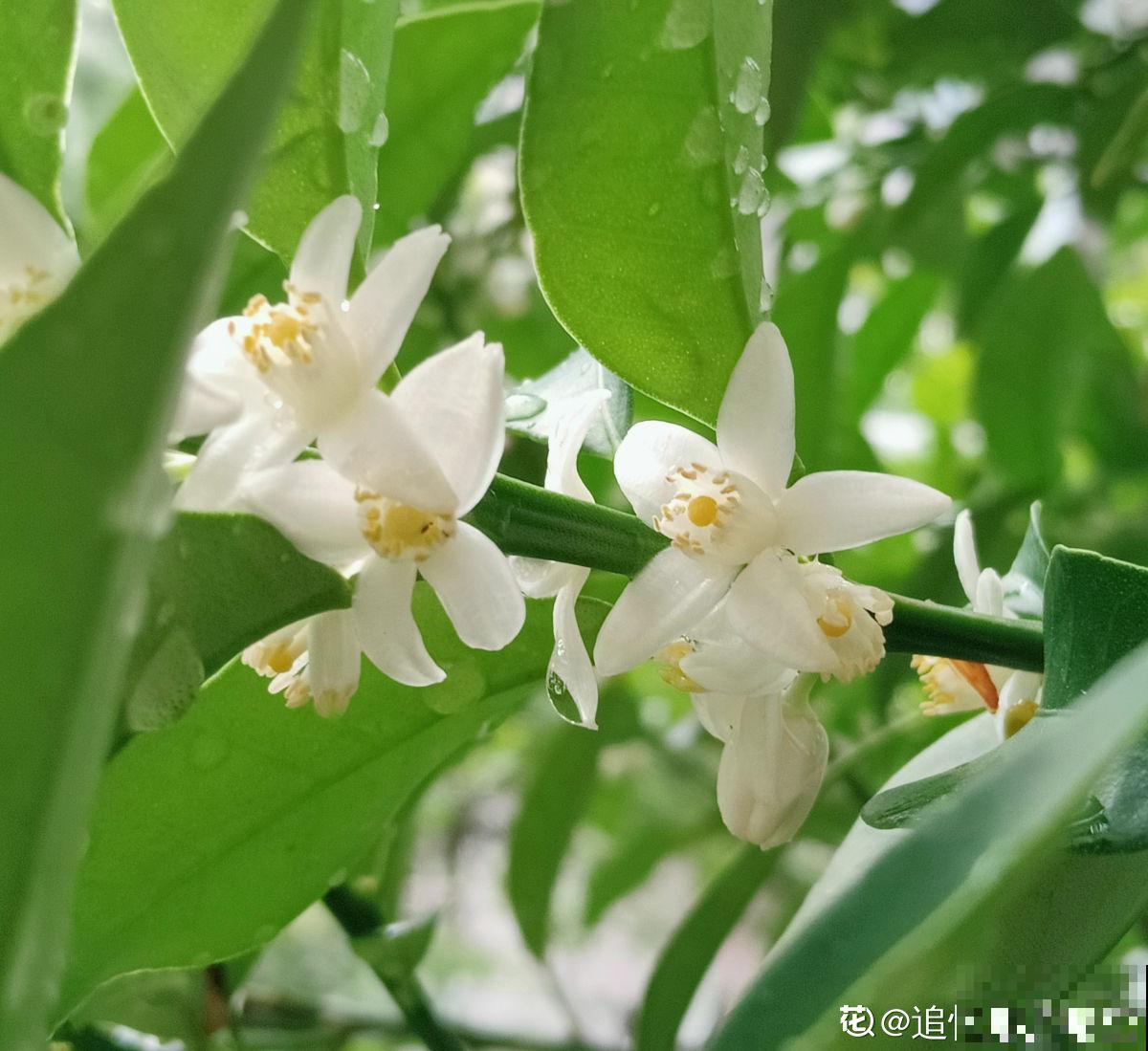 老中医爱养的60种植物，图文并茂特详细，种一盆养人养身心