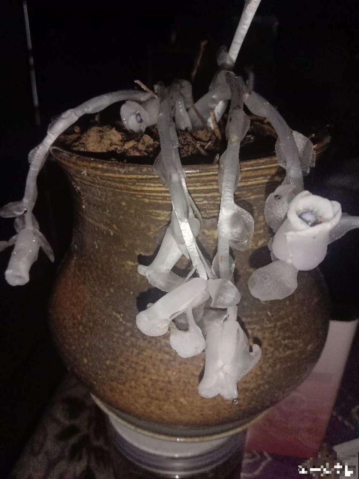 一种兰花被称作“幽灵之花”,浑身透白纯洁,一辈子难得见一回 一种兰花被称作“幽灵之花”,浑身透白纯洁,一辈子难得见一回