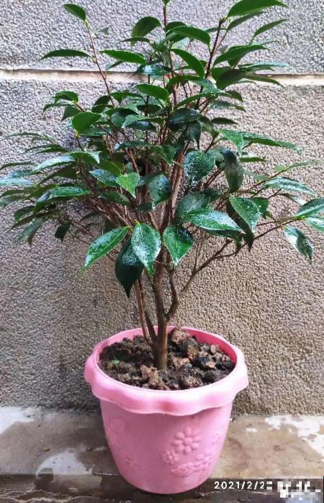 8种花夏天不能买,买回来就死,白浪费钱 8种花夏天不能买,买回来就死,白浪费钱