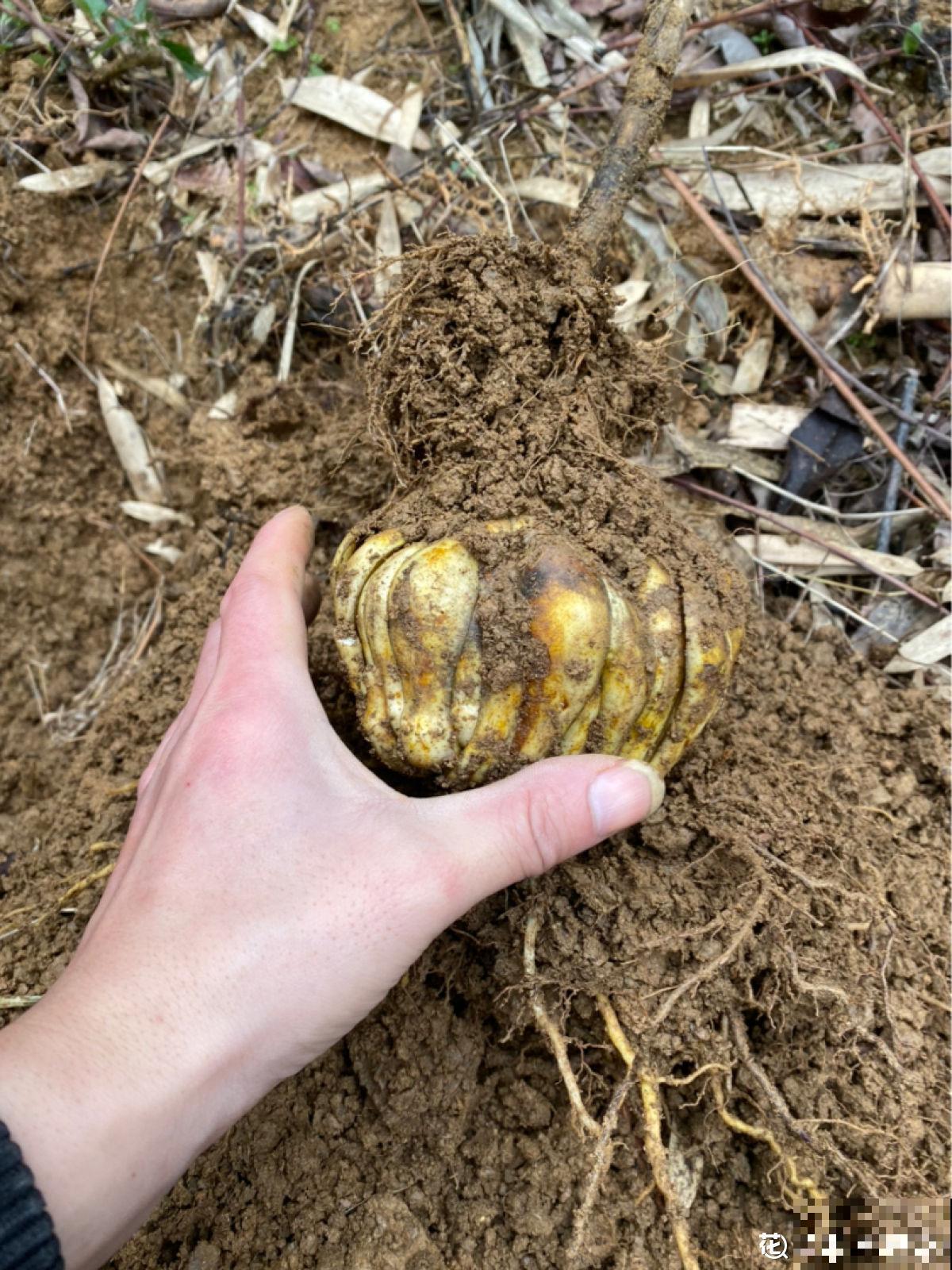 秋天喝点“滋润汤”,滋润身心,秋天不燥 秋天喝点“滋润汤”,滋润身心,秋天不燥