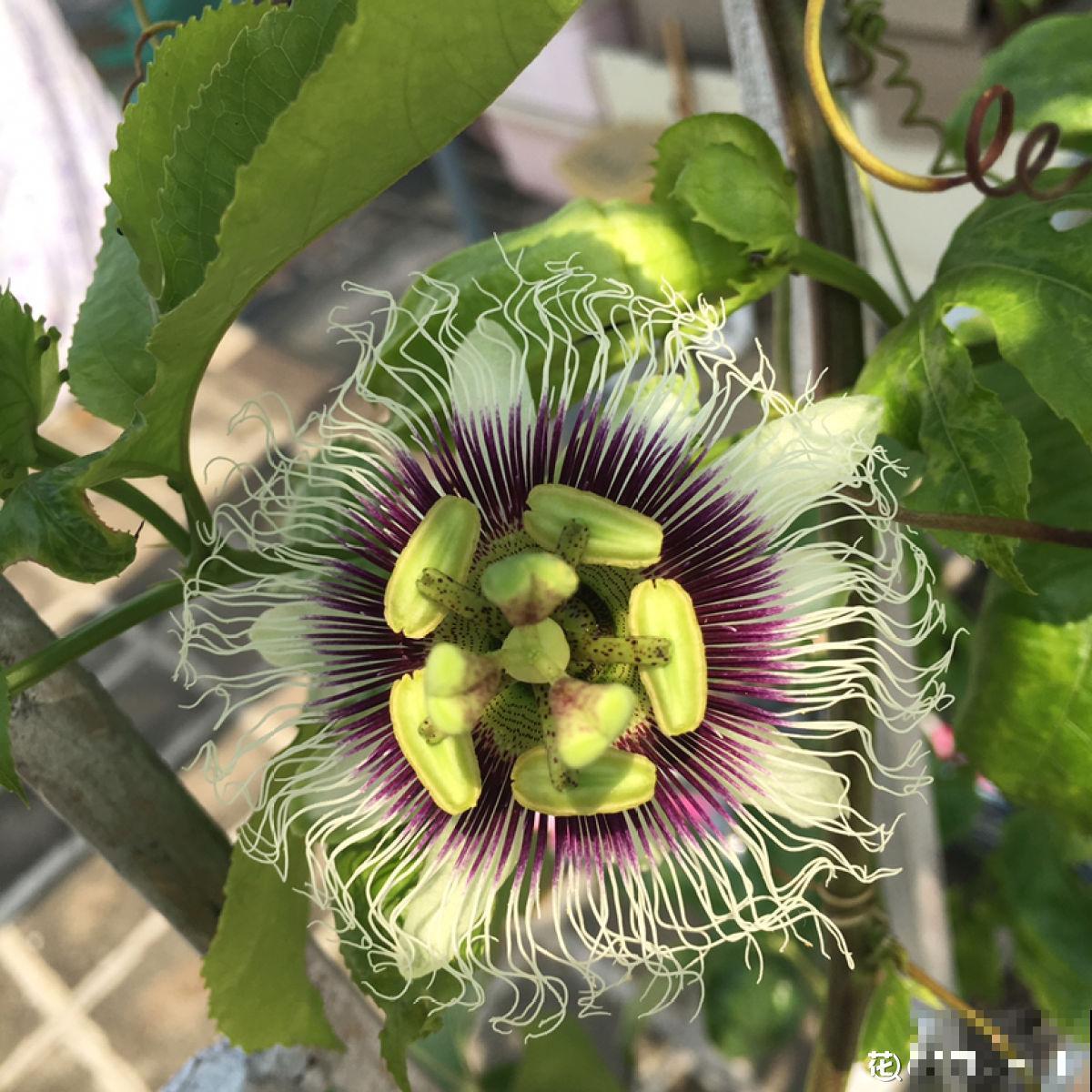 3种做法，做出多样的百香果，好吃又简单