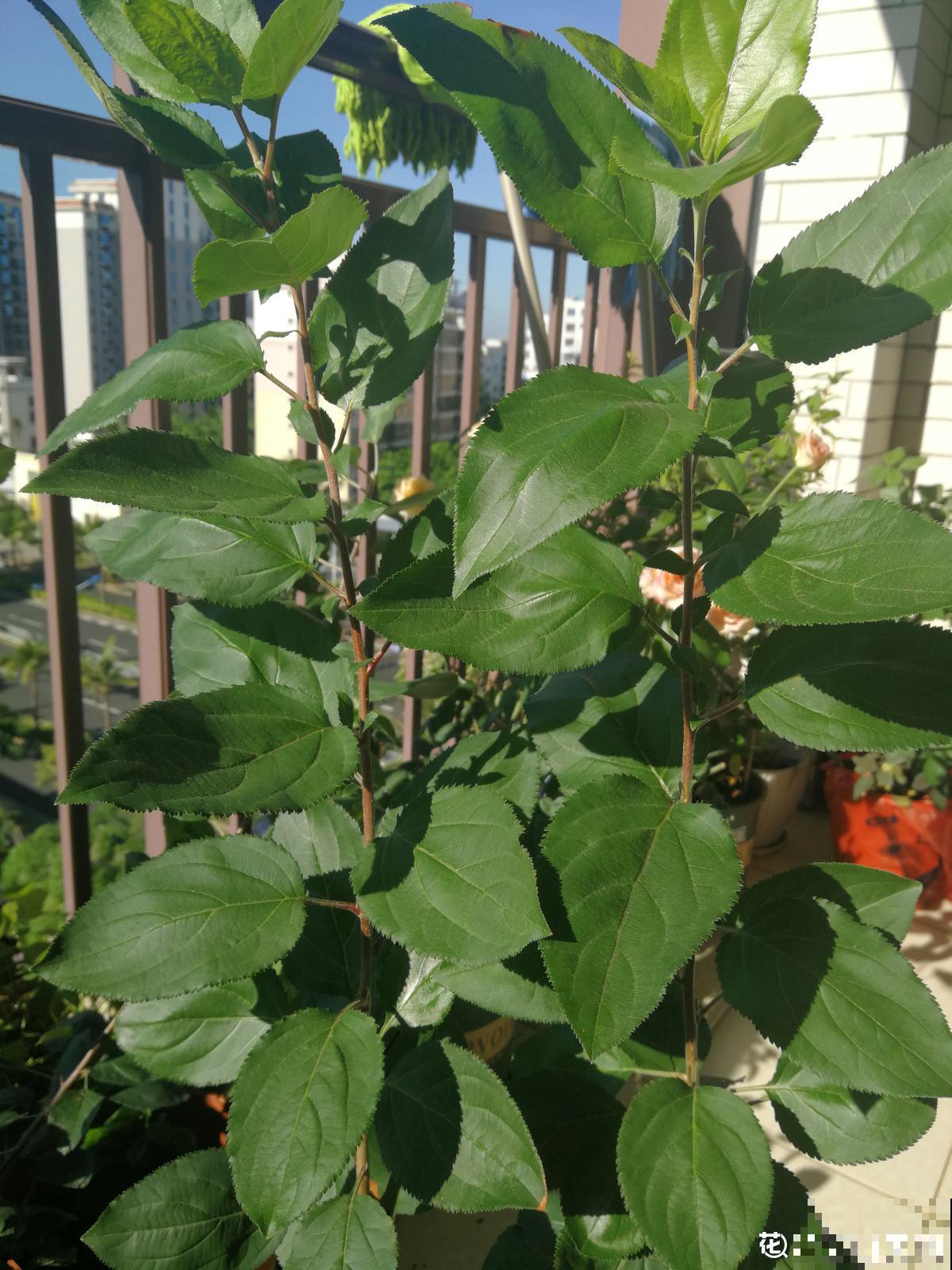 苹果吃不完,学会这3种处理方法,又能储存还实用 苹果吃不完,学会这3种处理方法,又能储存还实用