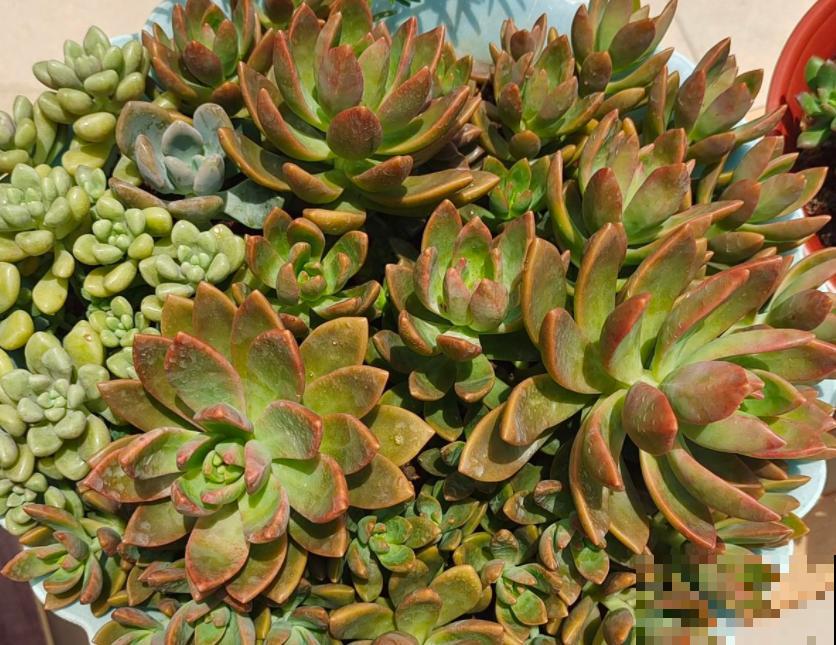 正在开花的植物，不要施肥，不然花苞全掉了