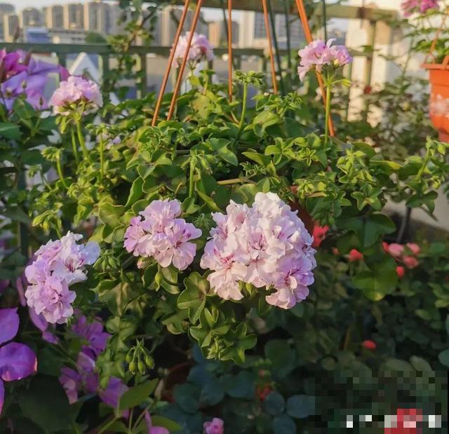 三伏天,8种花进入“鬼门关”,切莫大意 三伏天,8种花进入“鬼门关”,切莫大意