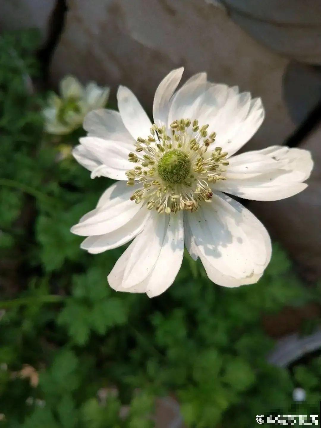 特有气质的小众花,颜值超高,温度零下也能活 特有气质的小众花,颜值超高,温度零下也能活