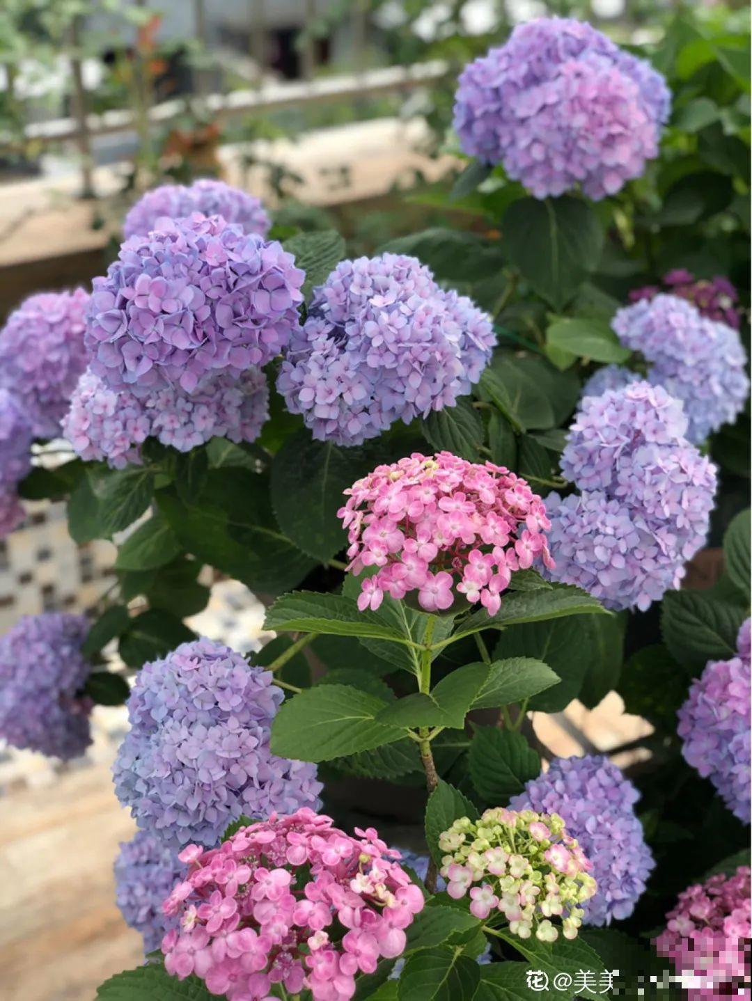 立秋后，7种花要扦插，满盆开花结果子