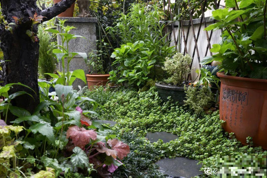 有个小院种种菜,养点花草,忘记半生喧嚣 有个小院种种菜,养点花草,忘记半生喧嚣