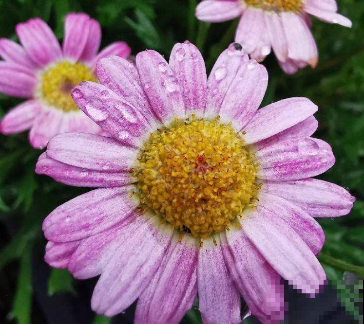 新手养花，记住“4个有”，养活植物没问题