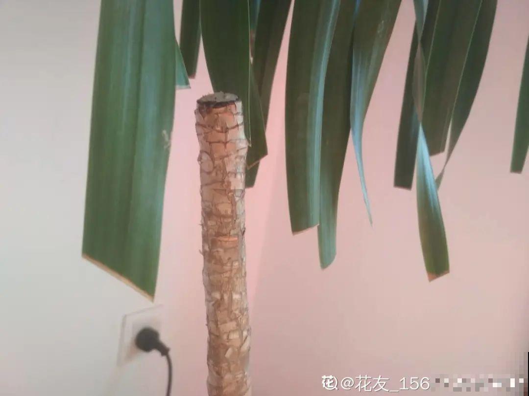 6种花夏天难养，贴土面砍一刀，新芽呼呼冒