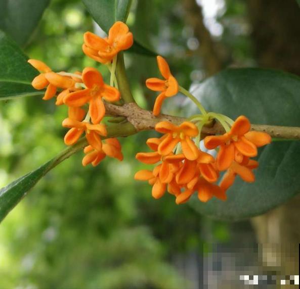 6种金黄色的花，打造金灿灿的秋天，你见过哪种？