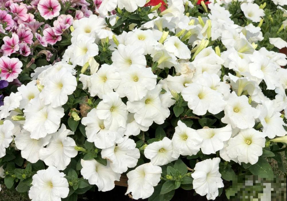 家庭首选矮牵牛，选择多多，每株都不同