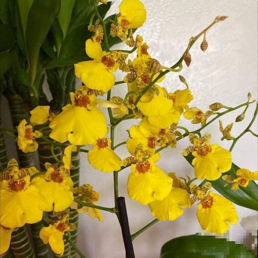 秋天逛花市，看到5种花放心购买，秋天正是开花好时机