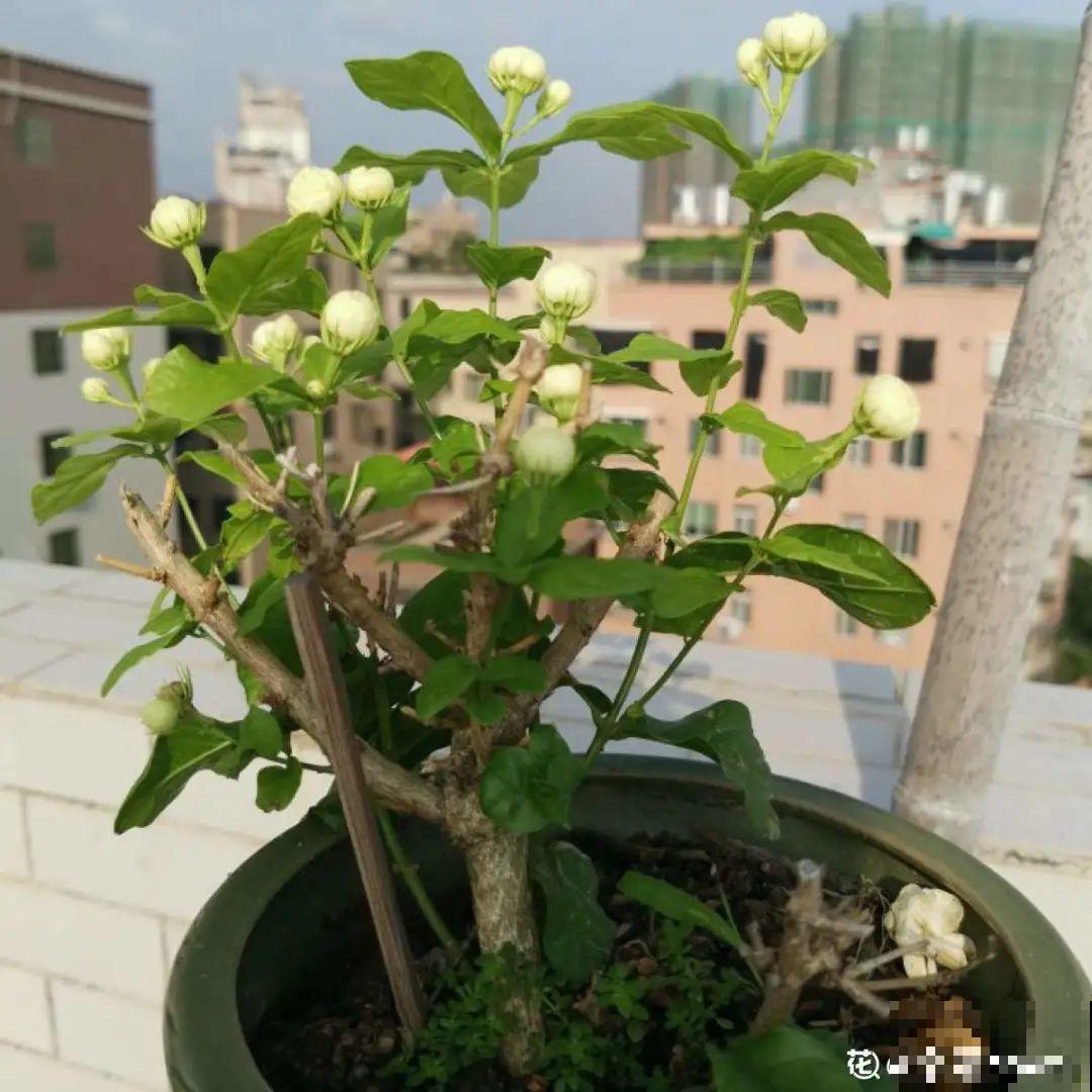 吊兰喝点淘米水，长成“爆炸头”，旺的不得了