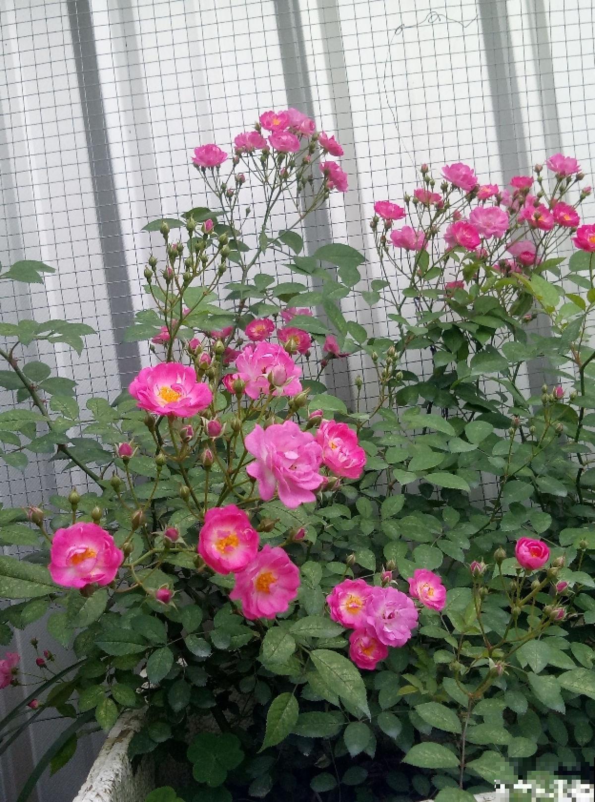 秋天到,花多多也该准备上了,早点用上开花多 秋天到,花多多也该准备上了,早点用上开花多