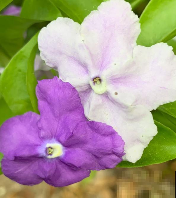 养花用点“酸酸水”,花长得特旺,叶子绿得直滴油 养花用点“酸酸水”,花长得特旺,叶子绿得直滴油