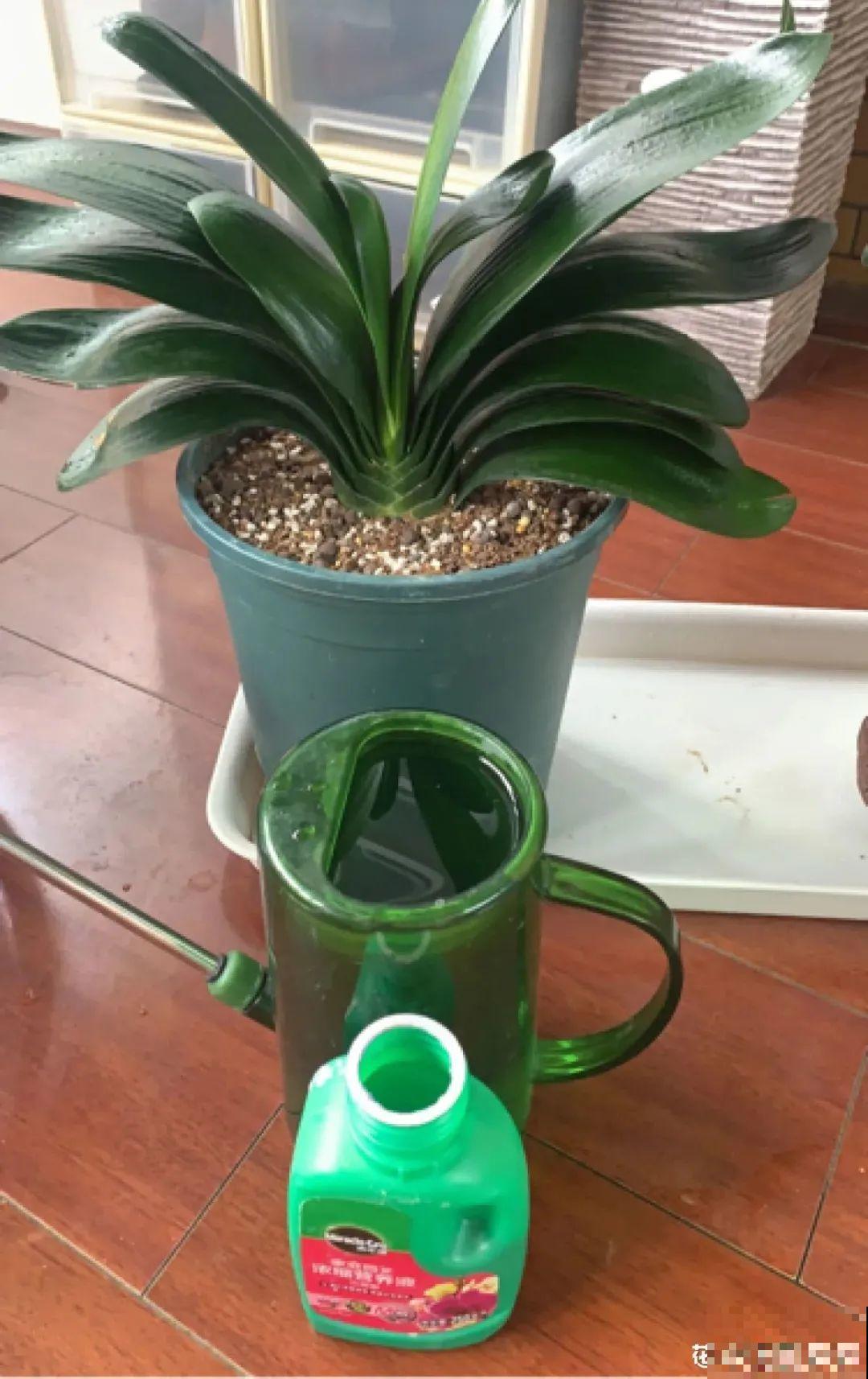 警惕秋老虎，别让你的花，度过夏天，却死在秋天