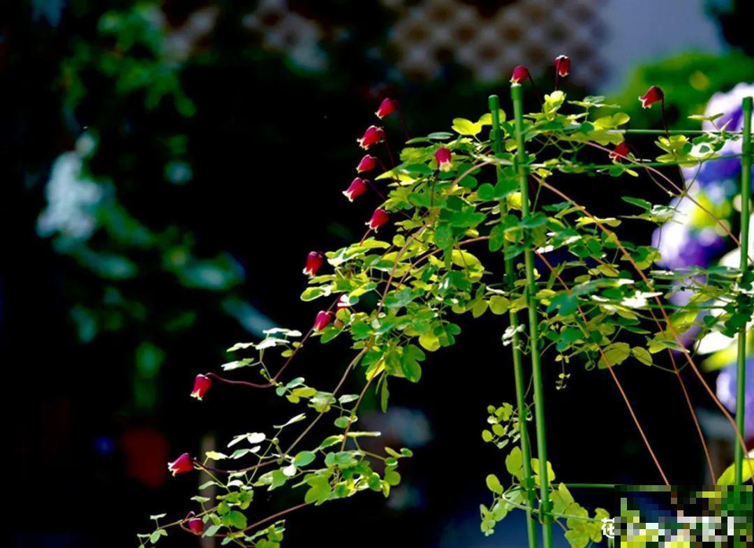 有个小院种种花，听风看雨，满眼花木