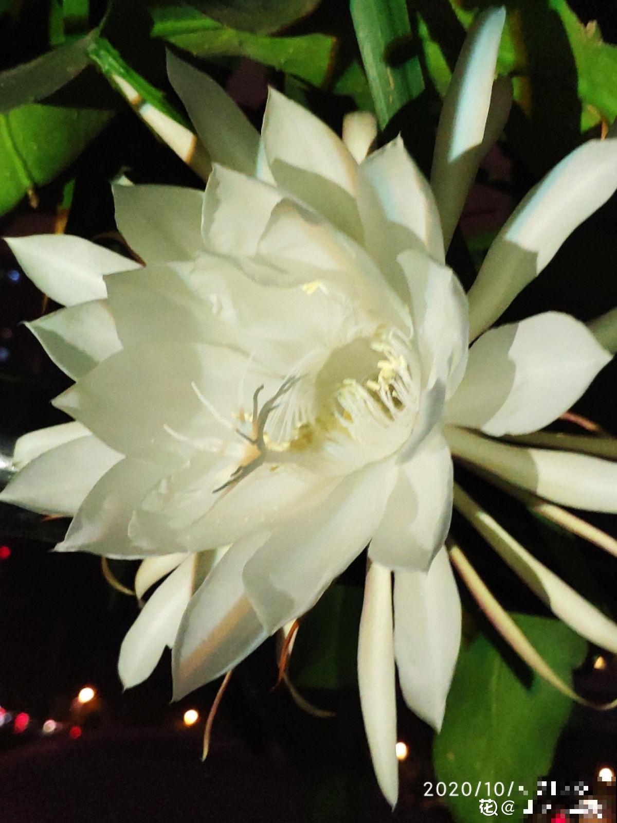 神秘莫测的昙花，秋季午夜才会开花，你见过吗