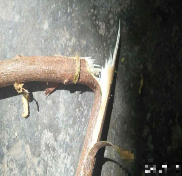 桃树扦插总不活,掌握3个要点,扦插比嫁接生长更迅速 桃树扦插总不活,掌握3个要点,扦插比嫁接生长更迅速