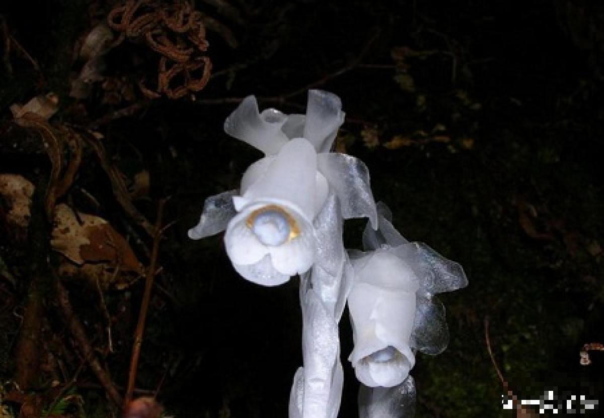 一种兰花被称作“幽灵之花”，浑身透白纯洁，一辈子难得见一回