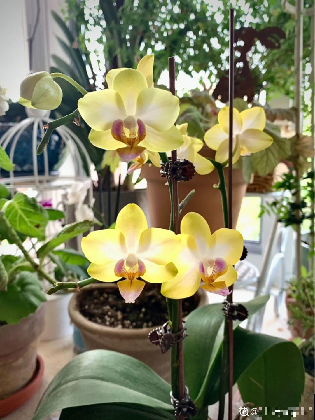 1种花名叫“花毛茛”,开花像是小蝴蝶,颜值超高 1种花名叫“花毛茛”,开花像是小蝴蝶,颜值超高