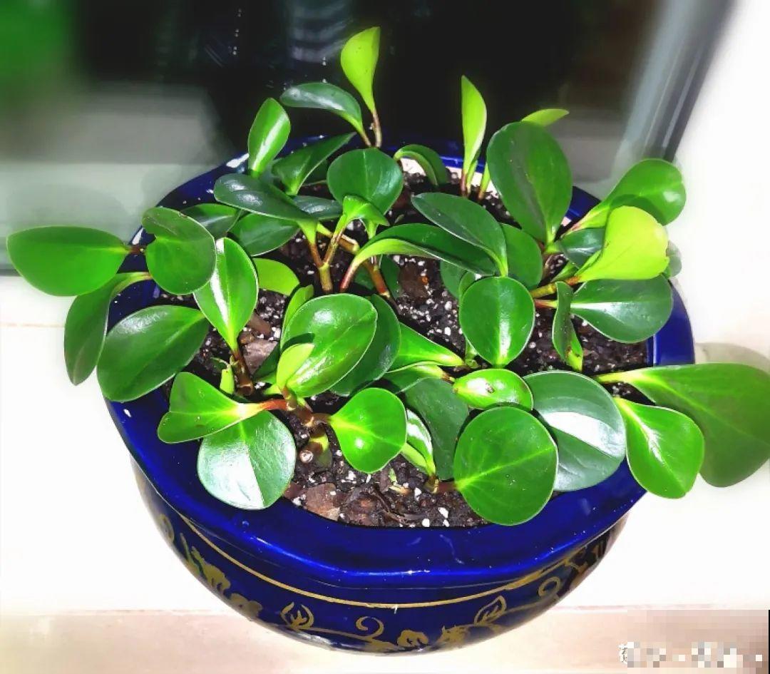 夏天看见气生根,赶紧剪下来,插土里就活 夏天看见气生根,赶紧剪下来,插土里就活