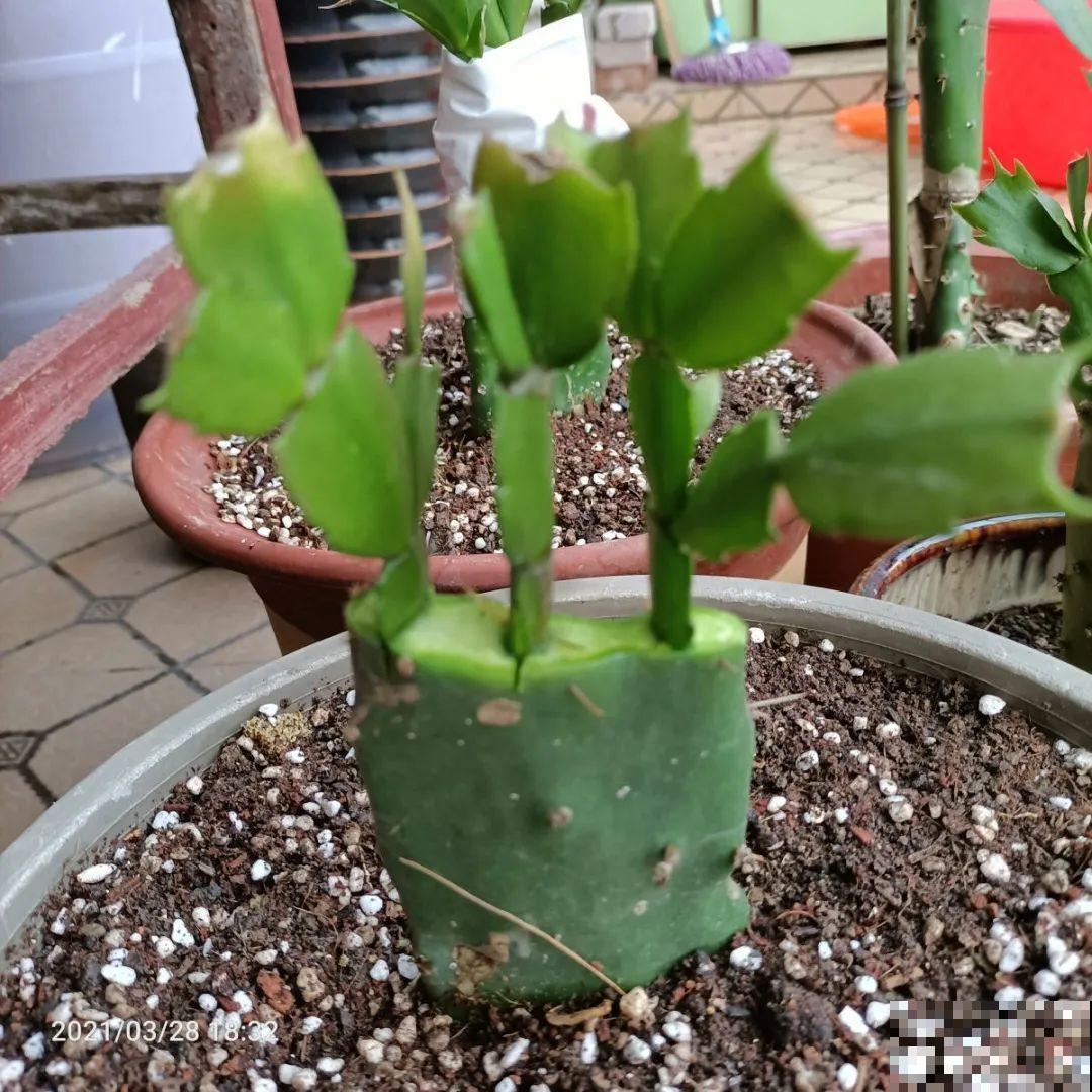 花杆子变黑，赶紧拔出来，立马换土