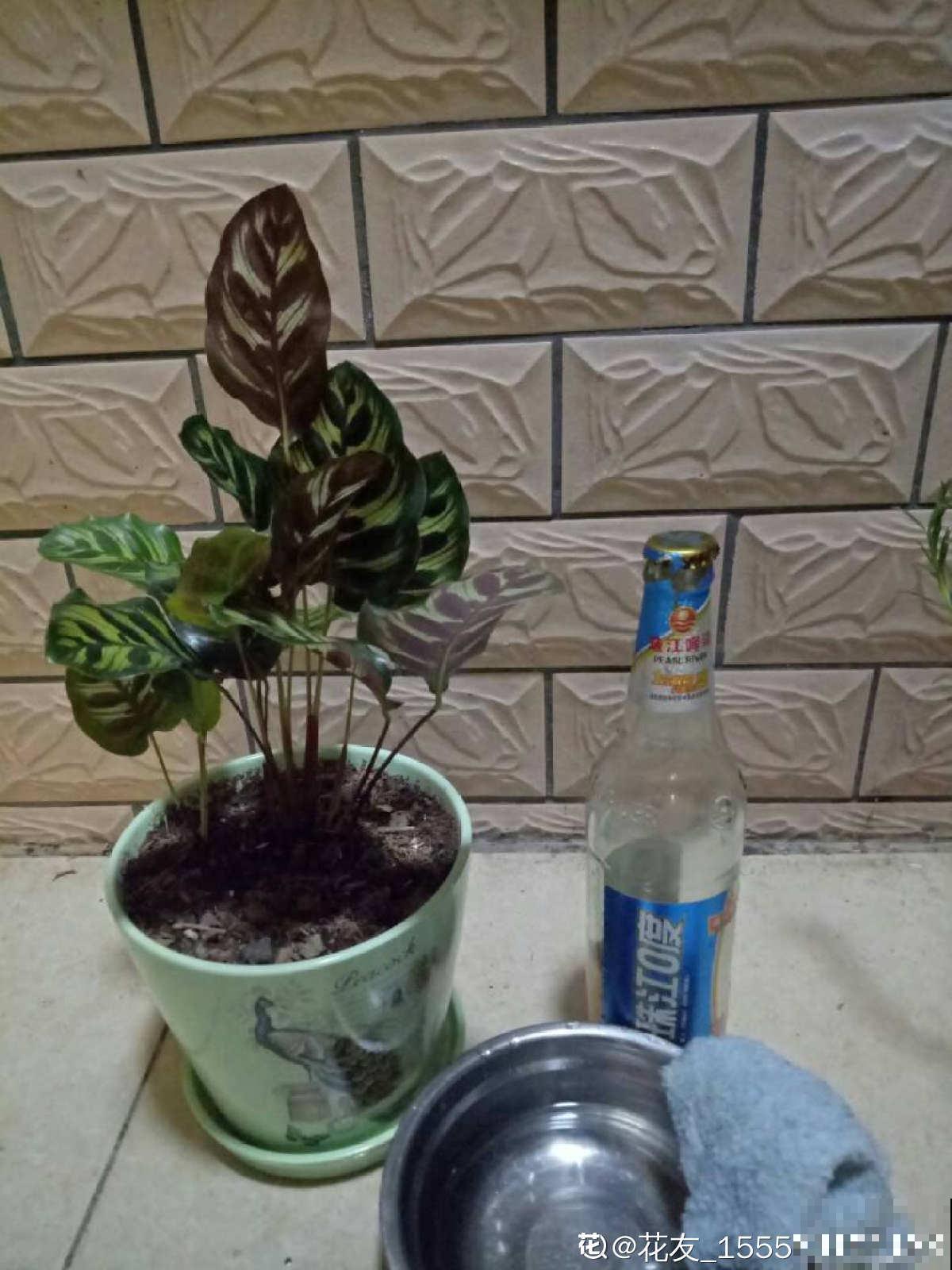 养花用点“酸酸水”,花长得特旺,叶子绿得直滴油 养花用点“酸酸水”,花长得特旺,叶子绿得直滴油