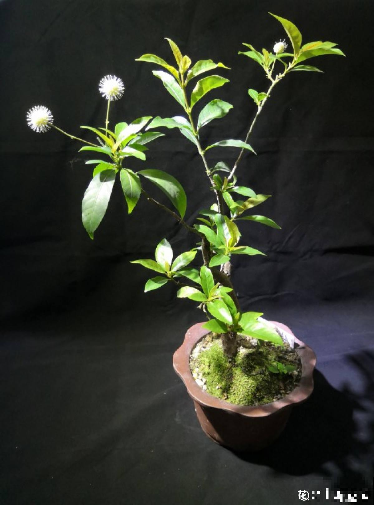 杨梅加“水”，就能做盆景，5个步骤，打造高雅水杨梅盆景