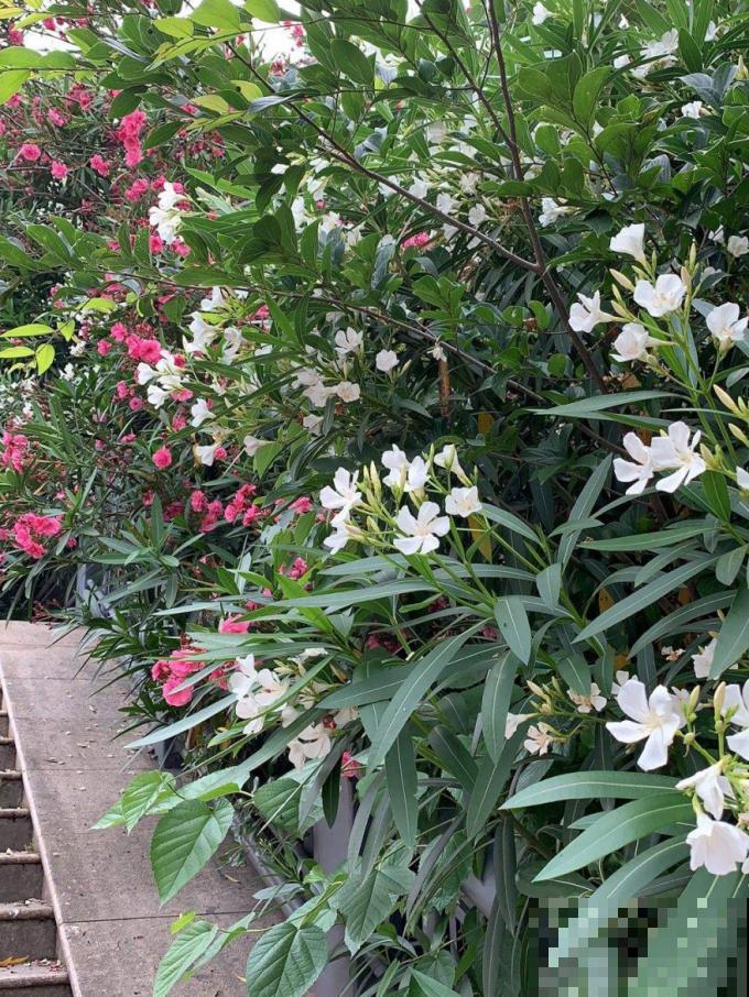 家门口长出这10种草,赶紧拔掉,不然会惹麻烦 家门口长出这10种草,赶紧拔掉,不然会惹麻烦