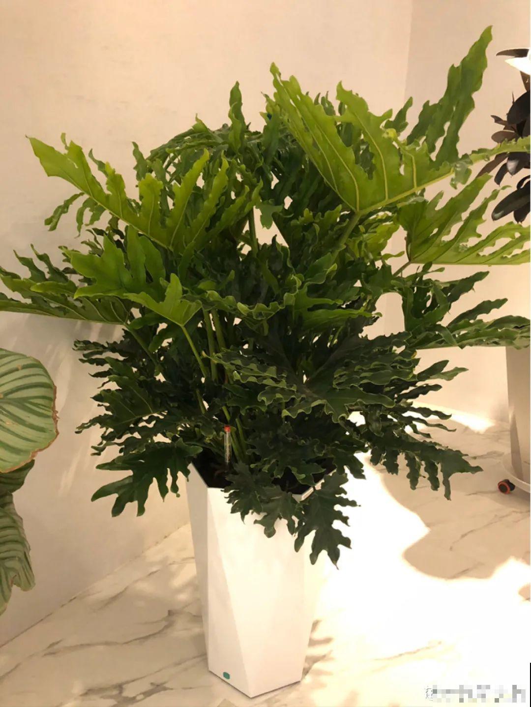 大叶子耐阴花，室内一定养，叶子比脸大，真凉快