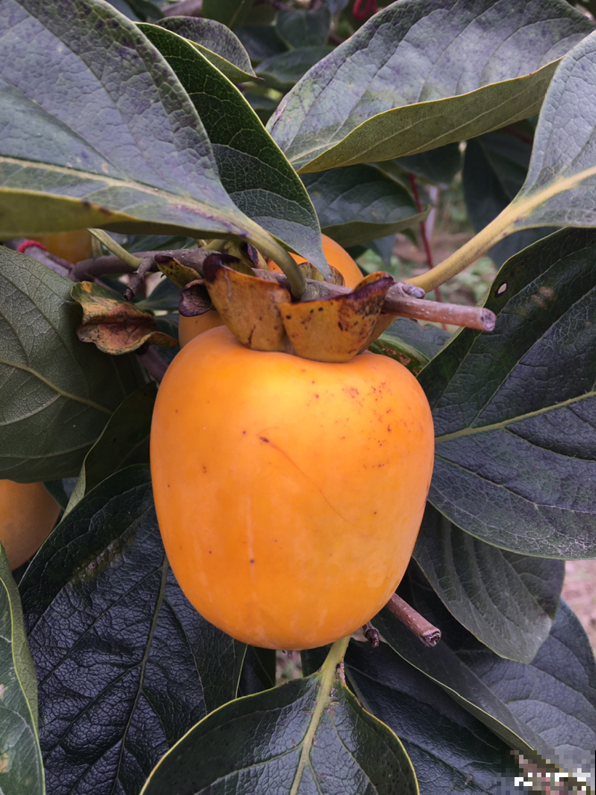 院里一棵柿子树，简单5步，红红火火丰收一片