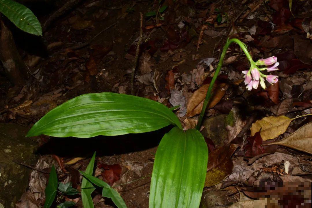 看到稀奇花，不认识的别去挖，可能会触犯法律
