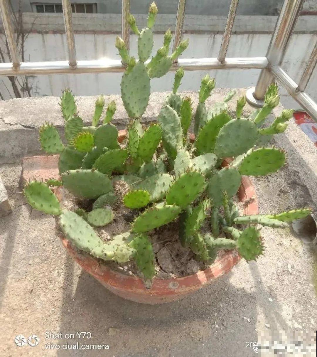 6种多肉，夏天不休眠，而且疯狂生长