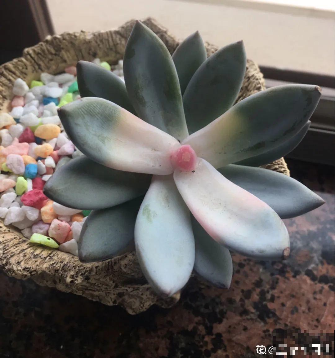 打了药的多肉,白送都别要,养不活惹一肚子气 打了药的多肉,白送都别要,养不活惹一肚子气