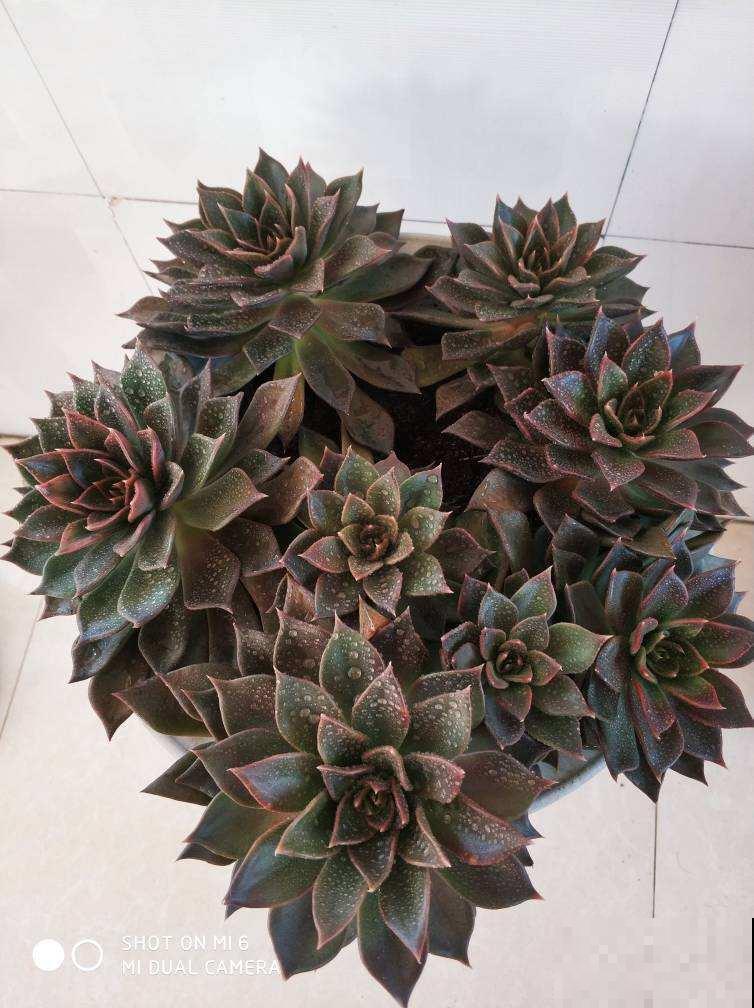 4种“黑色”植物,养起来得劲,却差点被妈妈扔掉 4种“黑色”植物,养起来得劲,却差点被妈妈扔掉