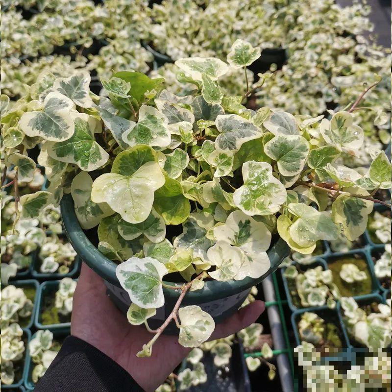 10种花,看着贵气有格调,实际价格很便宜 10种花,看着贵气有格调,实际价格很便宜