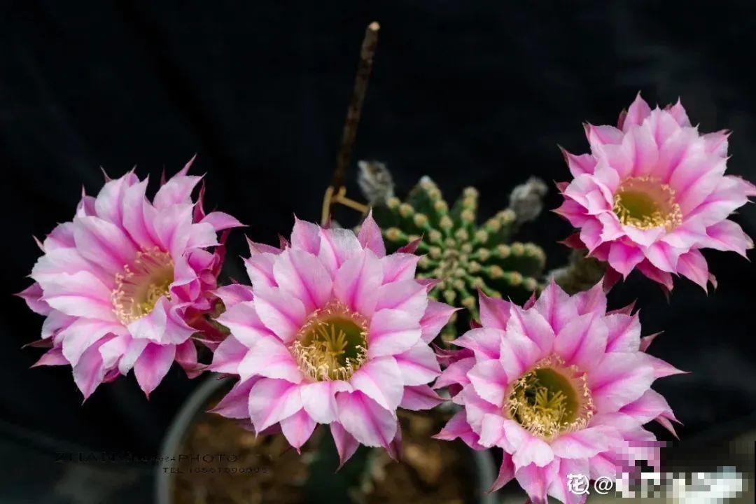 鲜艳多彩的彩草仙人球,开花特惊艳,像荷花一样美 鲜艳多彩的彩草仙人球,开花特惊艳,像荷花一样美