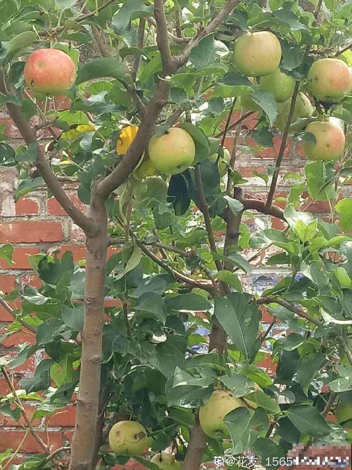 果树首选种苹果，6个步骤，在家吃到大苹果