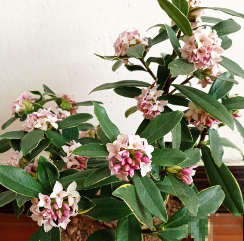 金边瑞香的头号杀手,一旦中招,无力回天! 金边瑞香的头号杀手,一旦中招,无力回天!