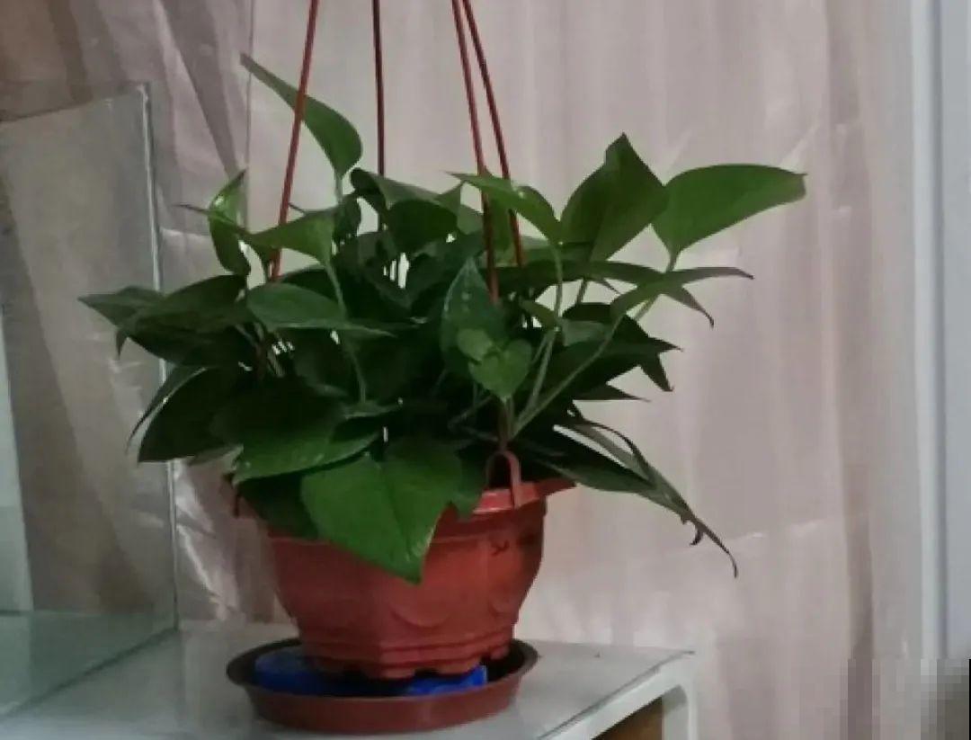 夏天养绿萝，注意4个要点，嗖嗖蹿个子，长成绿窗帘