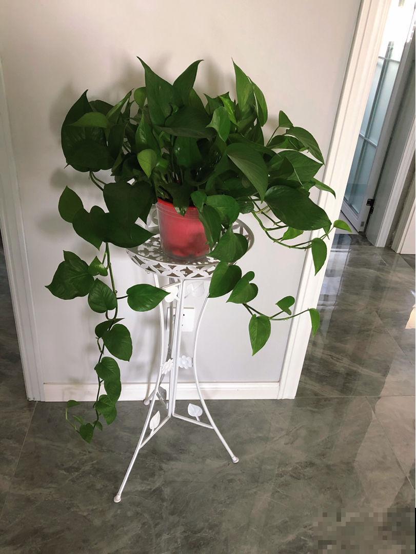 5种植物，年纪越大的人养得越好，太年轻养不好