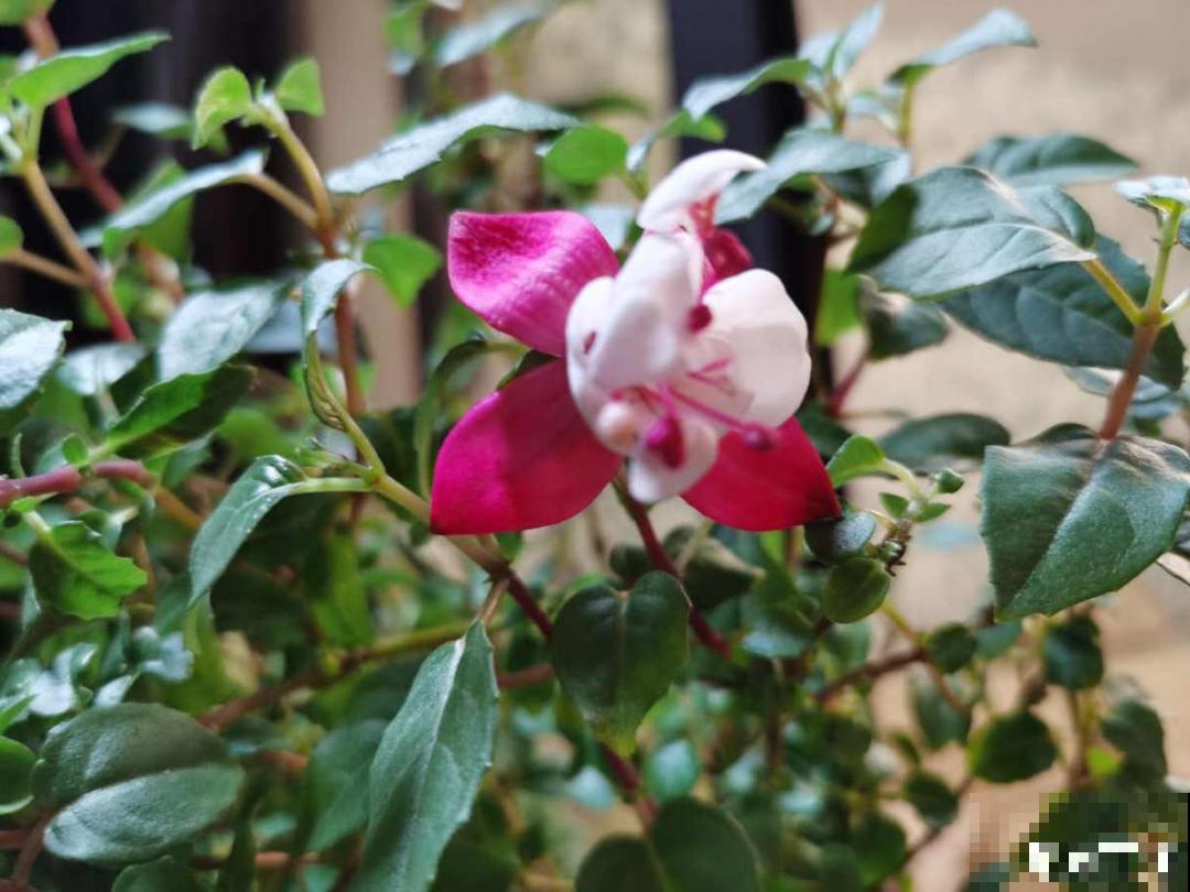 倒挂金钟长成一棵树，年年都开花，咋养的？