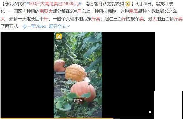 15万块钱的一个蜜瓜，到底有多好吃？