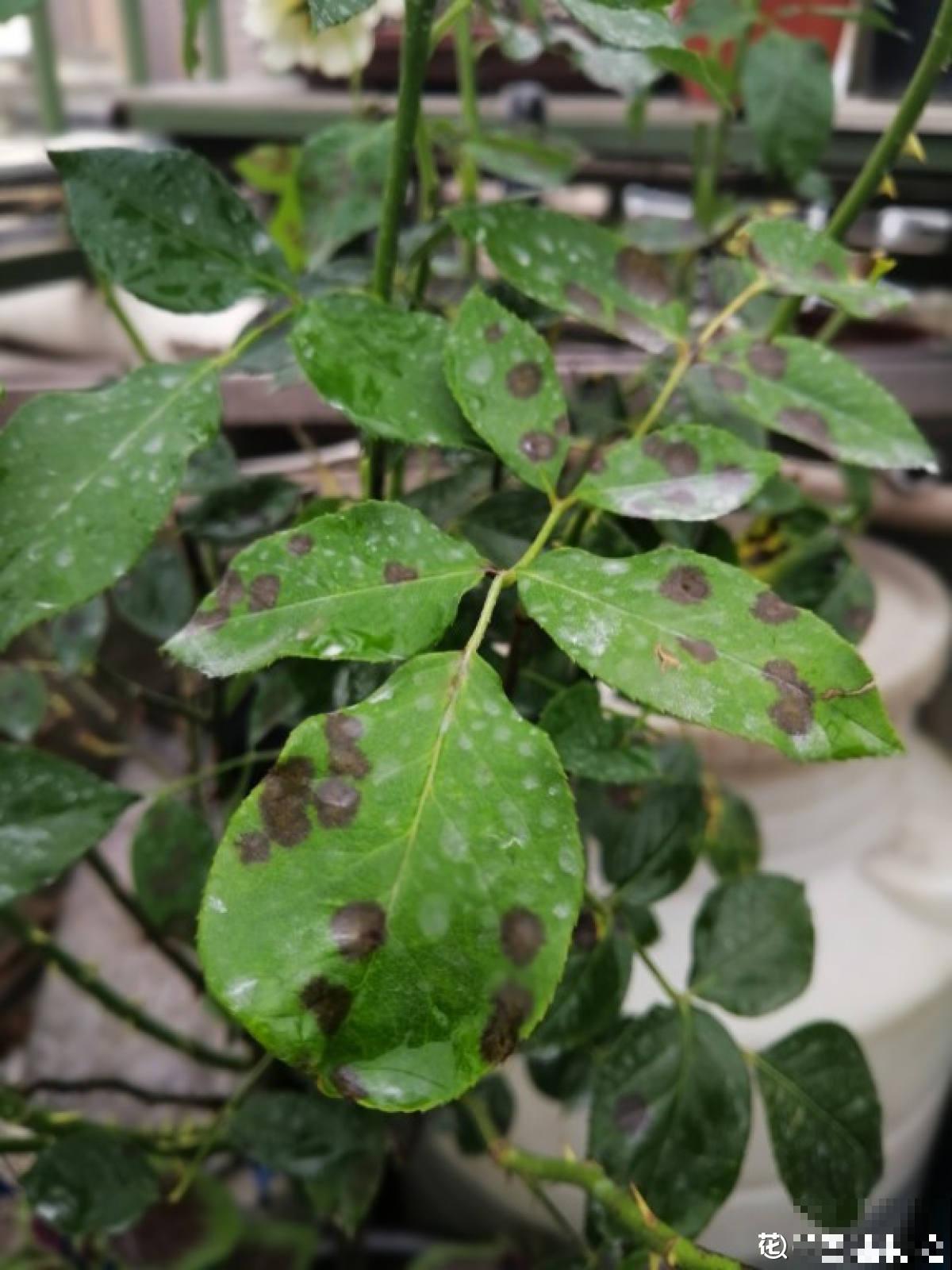 月季得了黑腐病,全株都枯萎,赶紧预防! 月季得了黑腐病,全株都枯萎,赶紧预防!