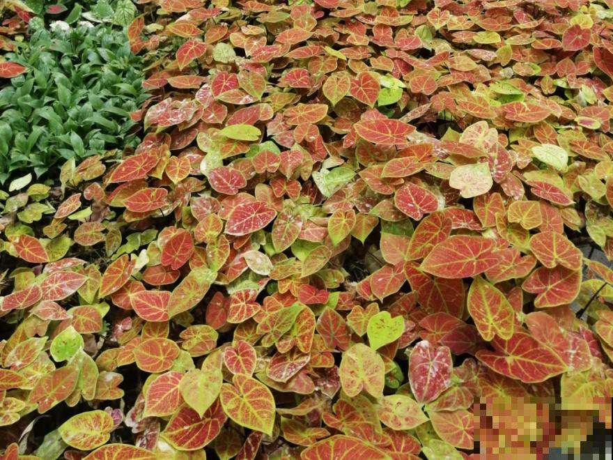 家里别只养绿萝,15种精致耐阴花,光照不好也能长很美 家里别只养绿萝,15种精致耐阴花,光照不好也能长很美