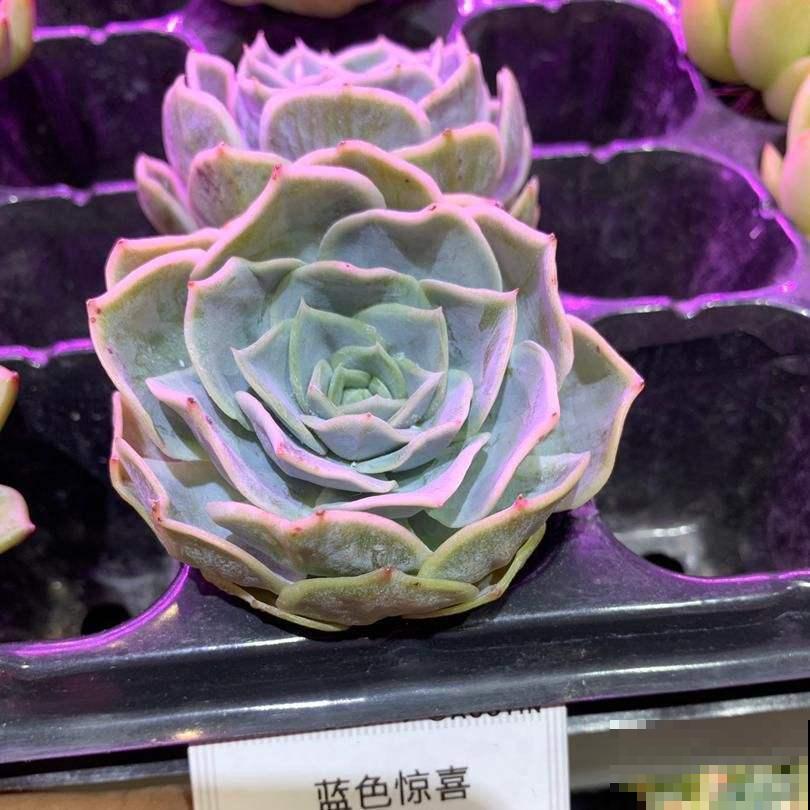 想在夏天养多肉?看看这5种,放在阳台无压力 想在夏天养多肉?看看这5种,放在阳台无压力