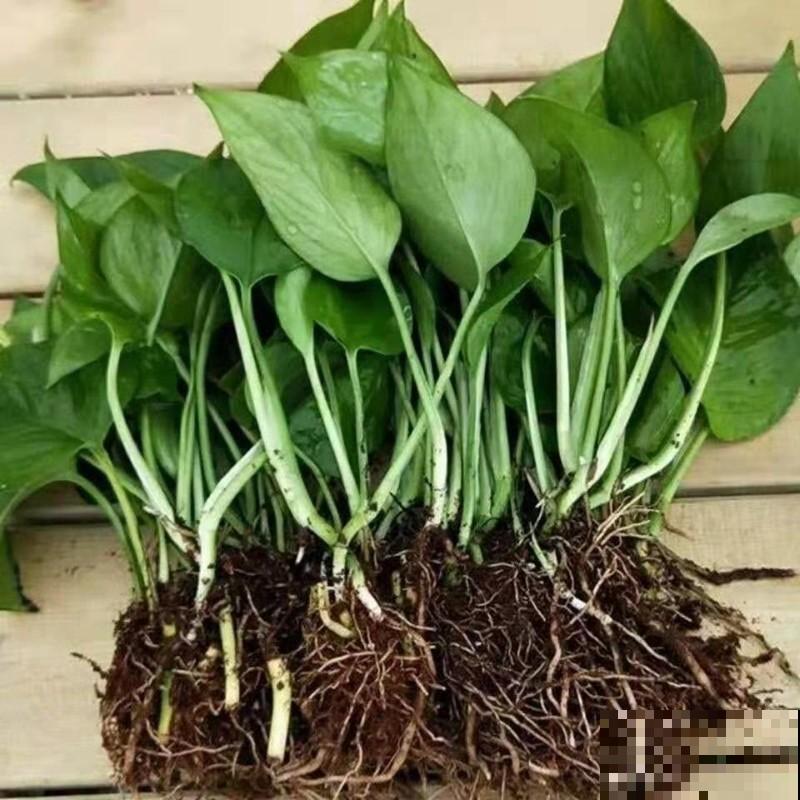 天气太热不好生长，4种害怕强光的植株，看看有你养的吗