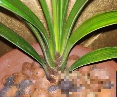 6种花夏天难养，贴土面砍一刀，新芽呼呼冒